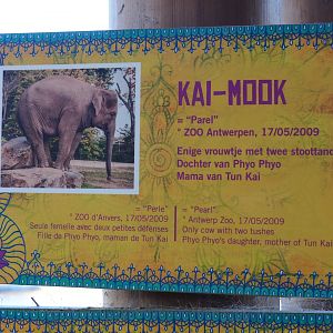 Asian elephant identification sign - Kai-Mook (Nov 18th, 2018)