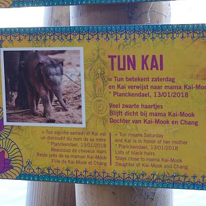Asian elephant identification sign - Tun-Kai (Nov 18th, 2018)