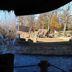 View into the main Asian elephant paddock from behind a waterfall (Nov 18th, 2018)