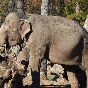 Asian elephant (Elephas maximus) Dumbo (Nov 18th, 2018)