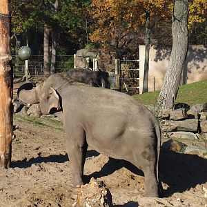 Asian elephant (Elephas maximus) Dumbo with enrichment feeding ball (Nov 18th, 2018)