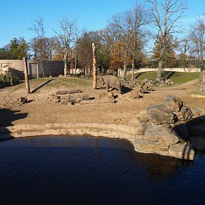 Main Asian elephant paddock (Nov 18th, 2018)