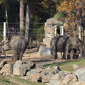 Asian elephant (Elephas maximus) herd (Nov 18th, 2018)