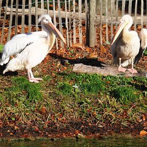 Great white pelicans (Pelecanus onocrotalus), Nov 18th, 2018