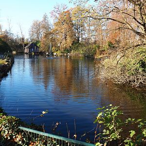 Dalmatian and Great white pelican pond (Nov 18th, 2018)