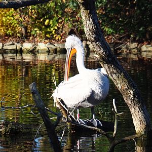 Dalmatian pelican (Pelecanus crispus), Nov 18th, 2018