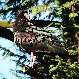 Waldrapp (Geronticus eremita), Nov 18th, 2018