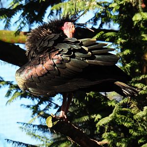 Waldrapp (Geronticus eremita), Nov 18th, 2018