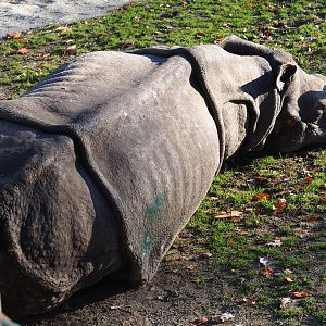 Indian rhinoceros (Rhinoceros unicornis), Nov 18th, 2018