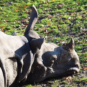 Indian rhinoceros (Rhinoceros unicornis), Nov 18th, 2018