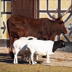 Ankole-Watusi cow (Bos taurus) and Somali sheep (Ovis aries), Nov 18th, 2018
