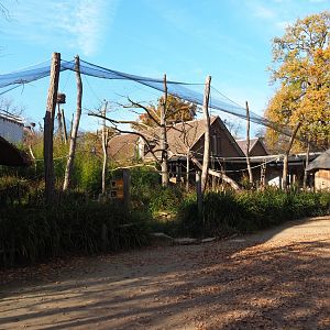Ring-tailed lemur and Black lemur exhibit (Nov 18th, 2018)