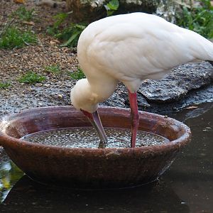 African spoonbill (Platalea alba), Nov 18th, 2018