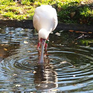 African spoonbill (Platalea alba), Nov 18th, 2018
