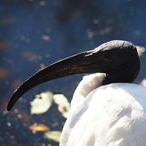 Sacred ibis (Threskiornis aethiopicus), Nov 18th, 2018