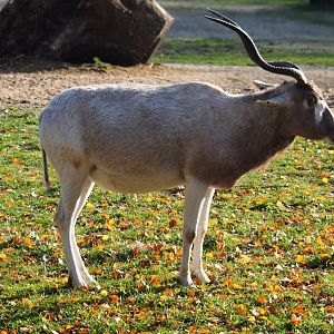 Addax (Addax nasomaculatus), Nov 18th, 2018