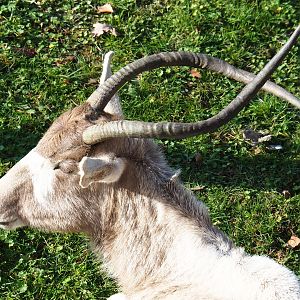 Addax (Addax nasomaculatus), Nov 18th, 2018