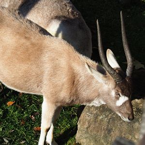 Addax (Addax nasomaculatus), Nov 18th, 2018