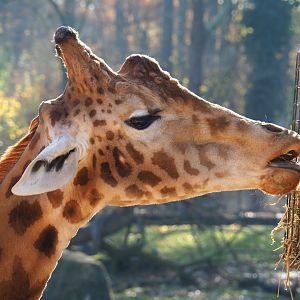Kordofan giraffe (Giraffa camelopardalis antiquorum), Nov 18th, 2018