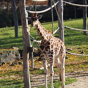 Juvenile Kordofan giraffe (Giraffa camelopardalis antiquorum) Twiga (Nov 18th, 2018)