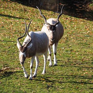 Addaxes (Addax nasomaculatus), Nov 18th, 2018