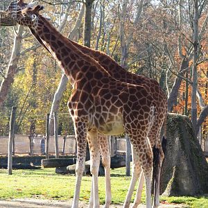 Kordofan giraffes (Giraffa camelopardalis antiquorum), Nov 18th, 2018