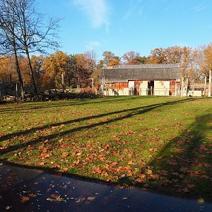 Kordofan giraffe - Addax - Impala - Helmeted guineafowl savanna exhibit (Nov 18th, 2018)