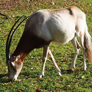 Scimitar-horned oryx (Oryx dammah), Nov 18th, 2018
