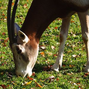 Scimitar-horned oryx (Oryx dammah), Nov 18th, 2018
