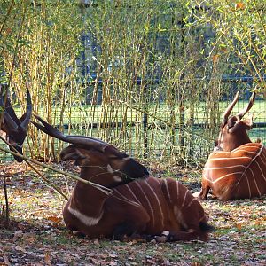 Mountain bongos (Tragelaphus eurycerus isaaci), Nov 18th, 2018