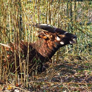 Mountain bongo (Tragelaphus eurycerus isaaci), Nov 18th, 2018