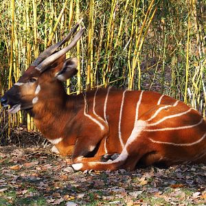Mountain bongo (Tragelaphus eurycerus isaaci), Nov 18th, 2018
