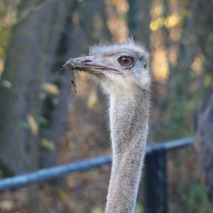 Female Ostrich (Struthio camelus), Nov 18th, 2018
