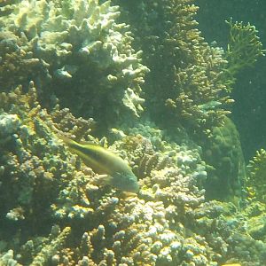 Paracirrhites forsteri - Freckled hawkfish