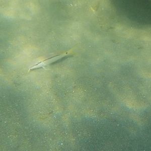 Red Sea goatfish - Parupeneus  forsskali