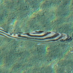 Crescent-banded grunter - Terapon jarbua