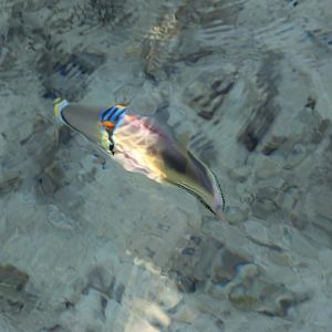 Arabian picasso triggerfish - Rhinecanthus assasi