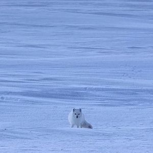 Arctic Fox - Alaska