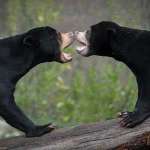 Sun Bears - 06/02/2019