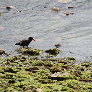 Blackish oystercatcher