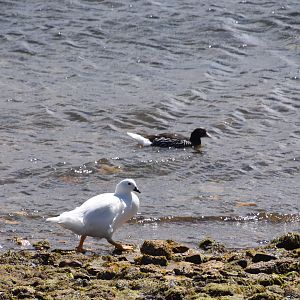 Kelp goose
