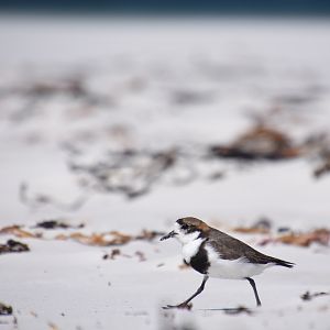 Two-banded plover