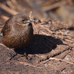 Blackish cinclodes (Tussacbird)