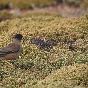 Austral thrush