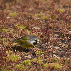 White-bridled finch