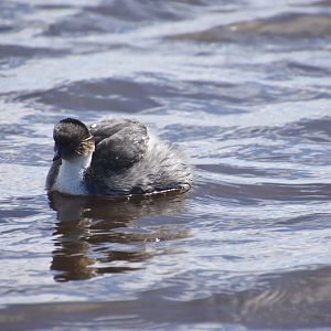 Silvery grebe