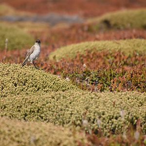 Dark-faced ground tyrant