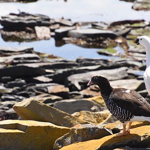 Kelp goose