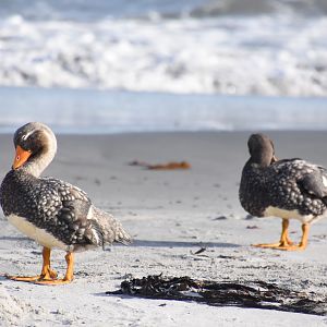Falkland steamer duck