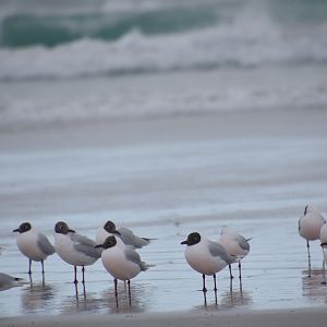 Brown-hooded gull